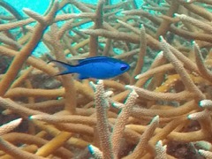 Blue Chromis (3